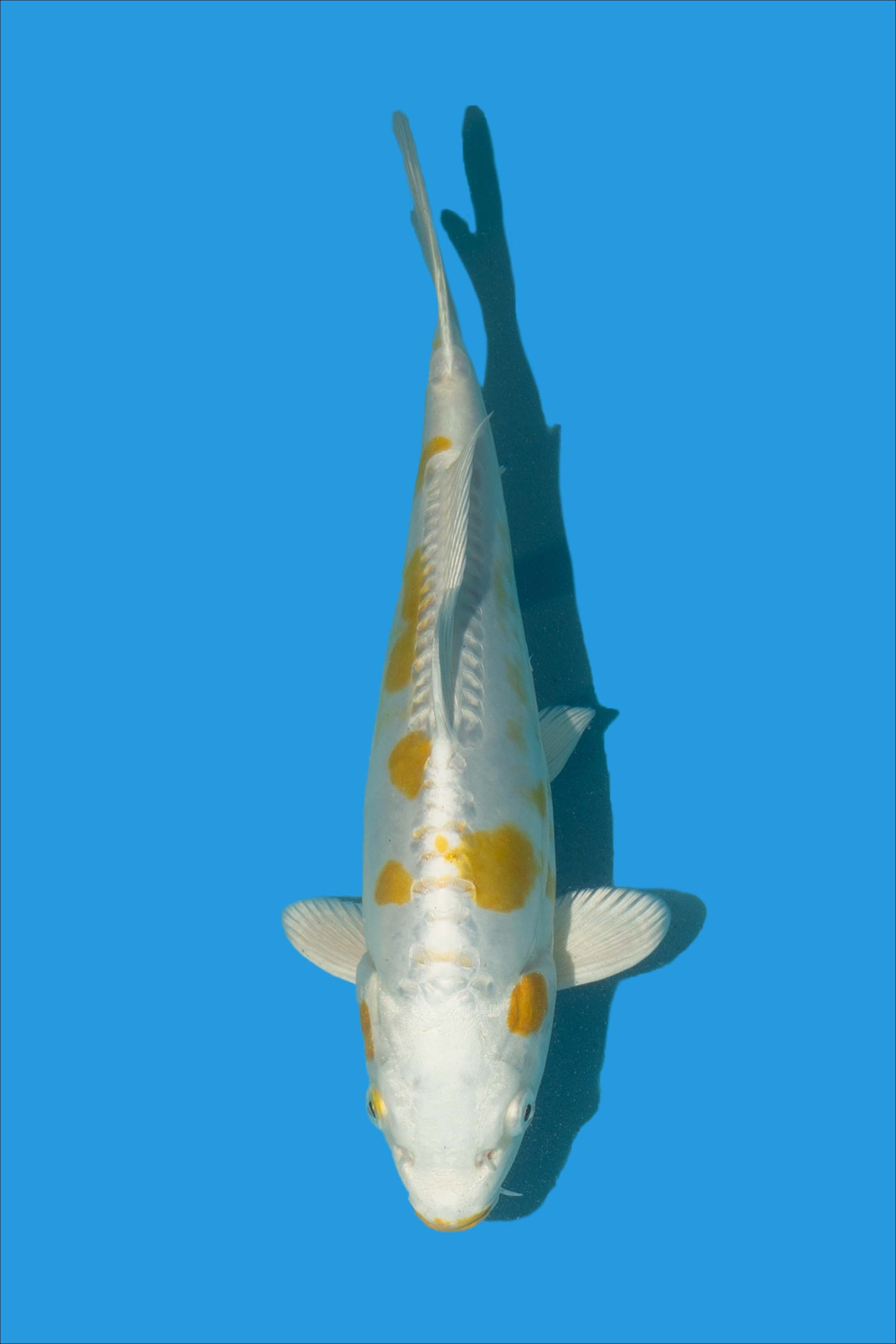 KR 222808 01 Koi Radar kr-222808-01-koi-radar