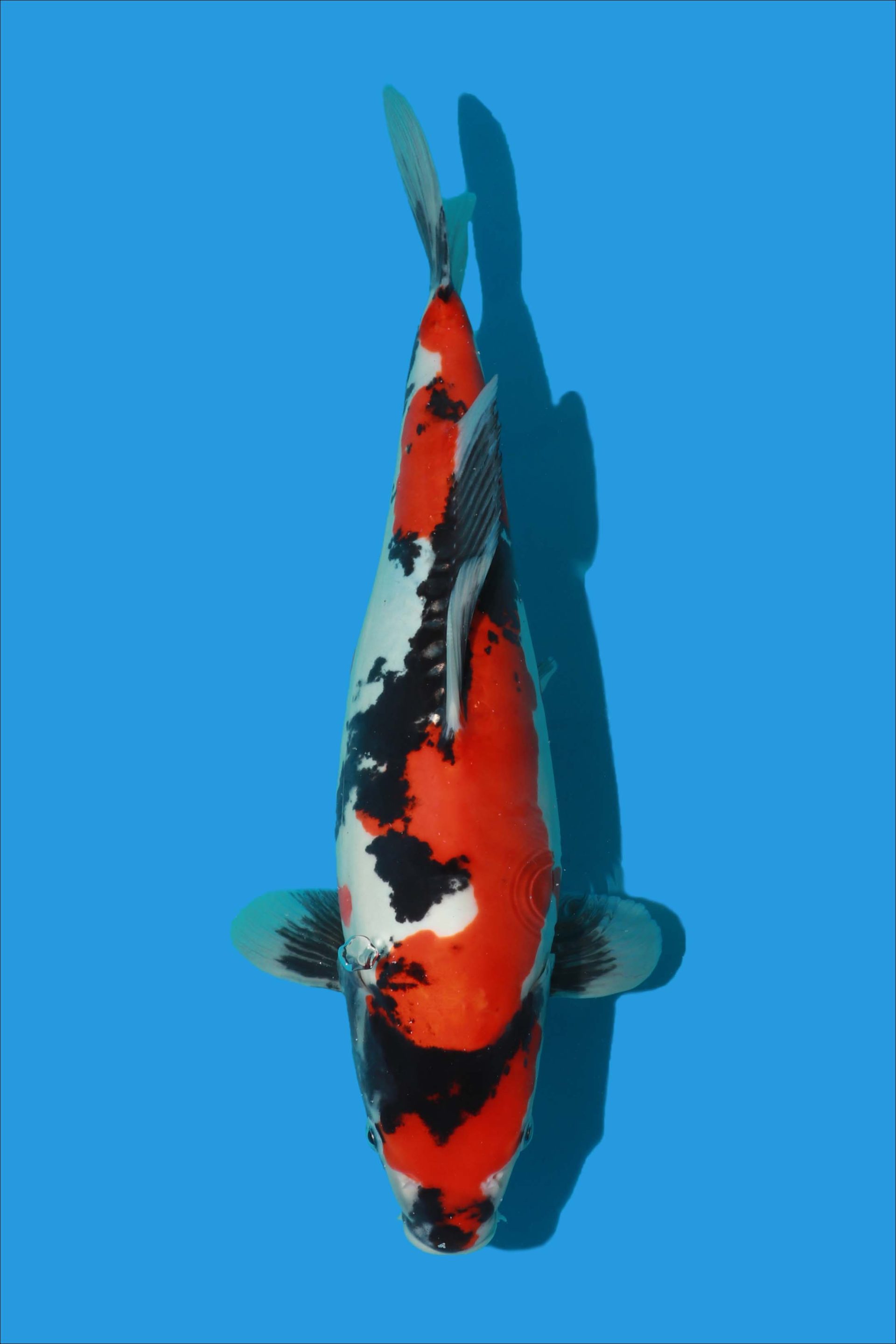 kr-222808-12-koi-radar