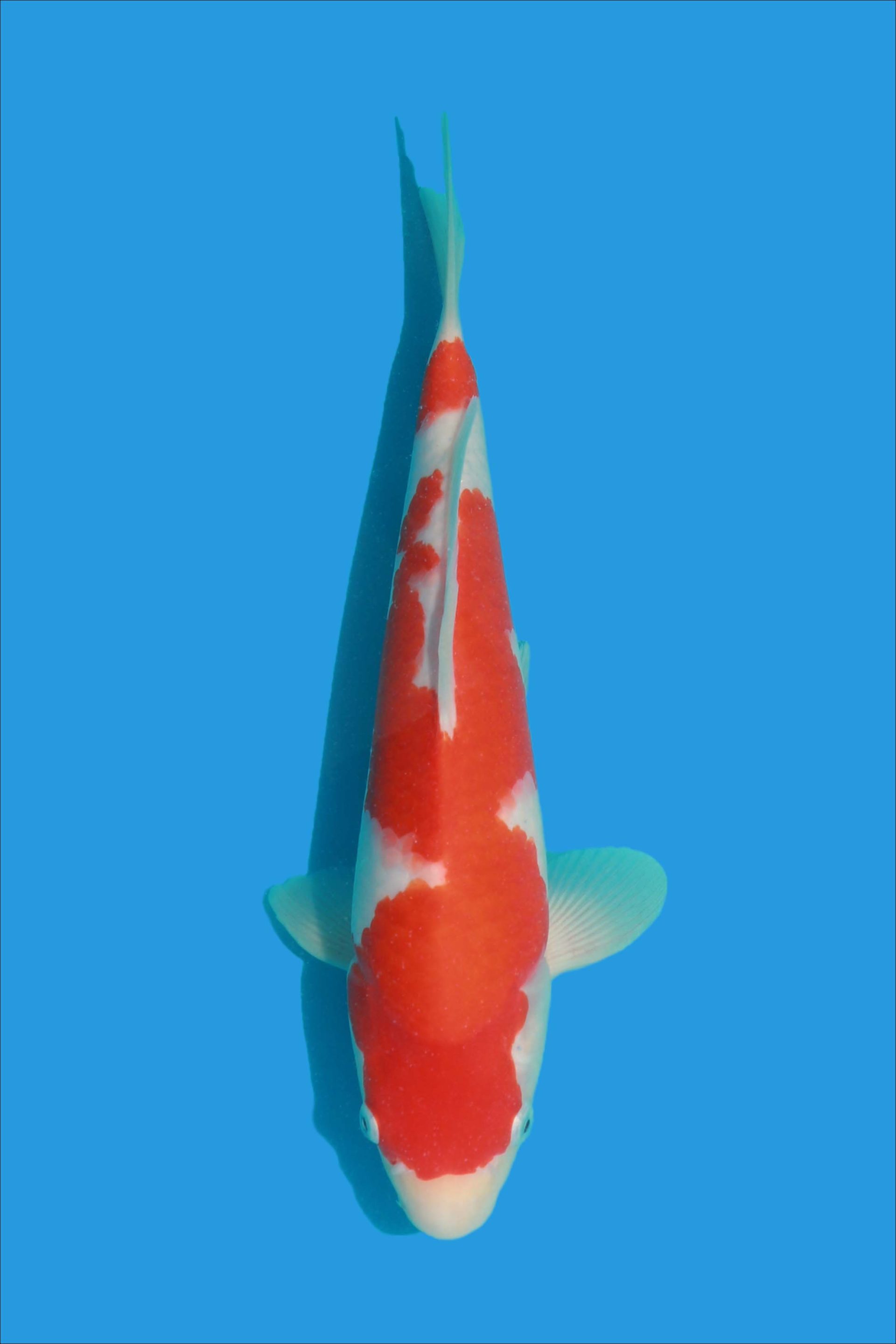 kr-222808-18-koi-radar