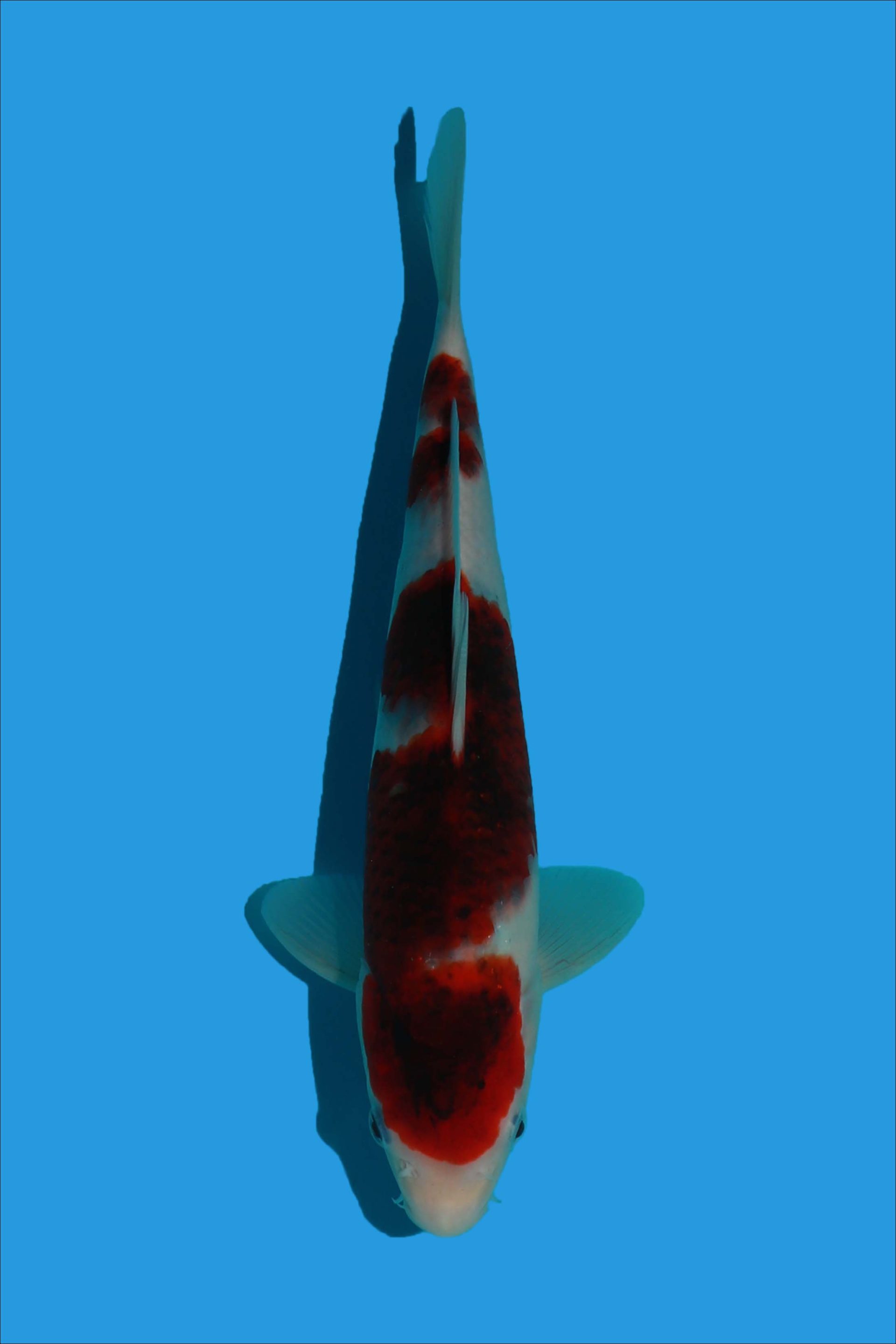 kr-222808-20-koi-radar