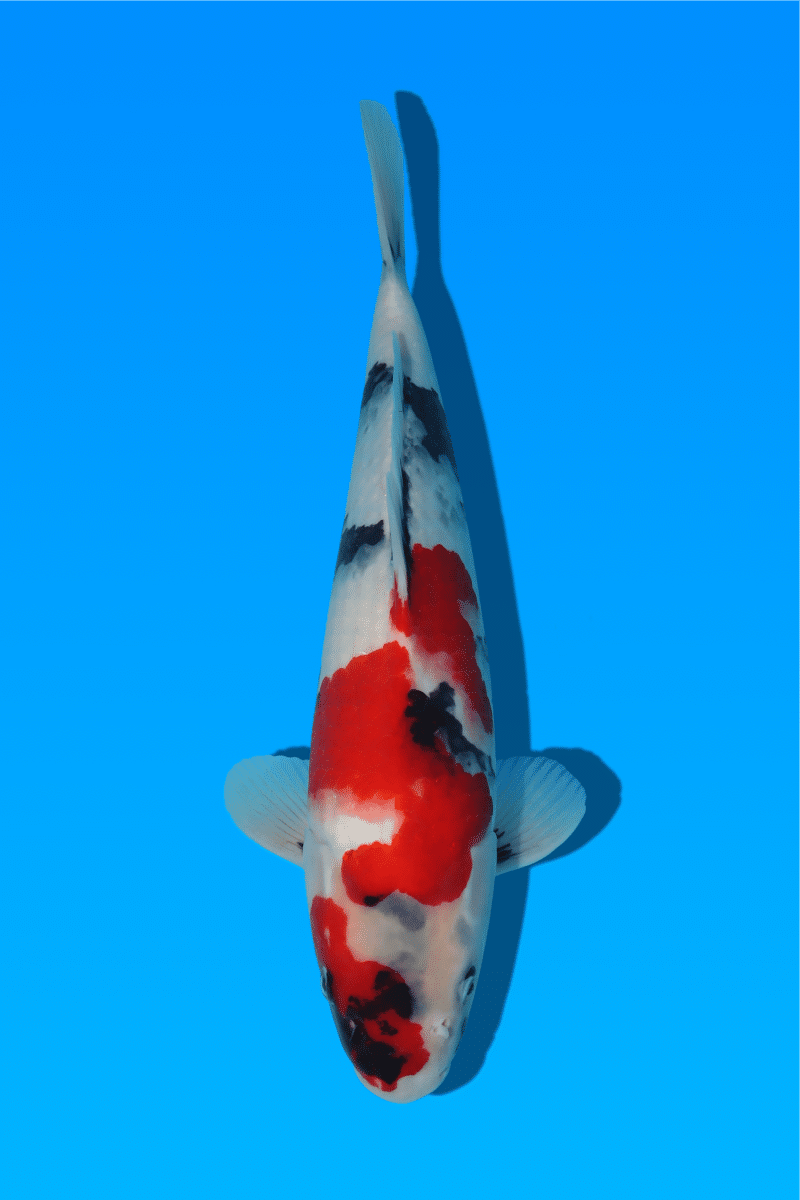 KR-230826-17