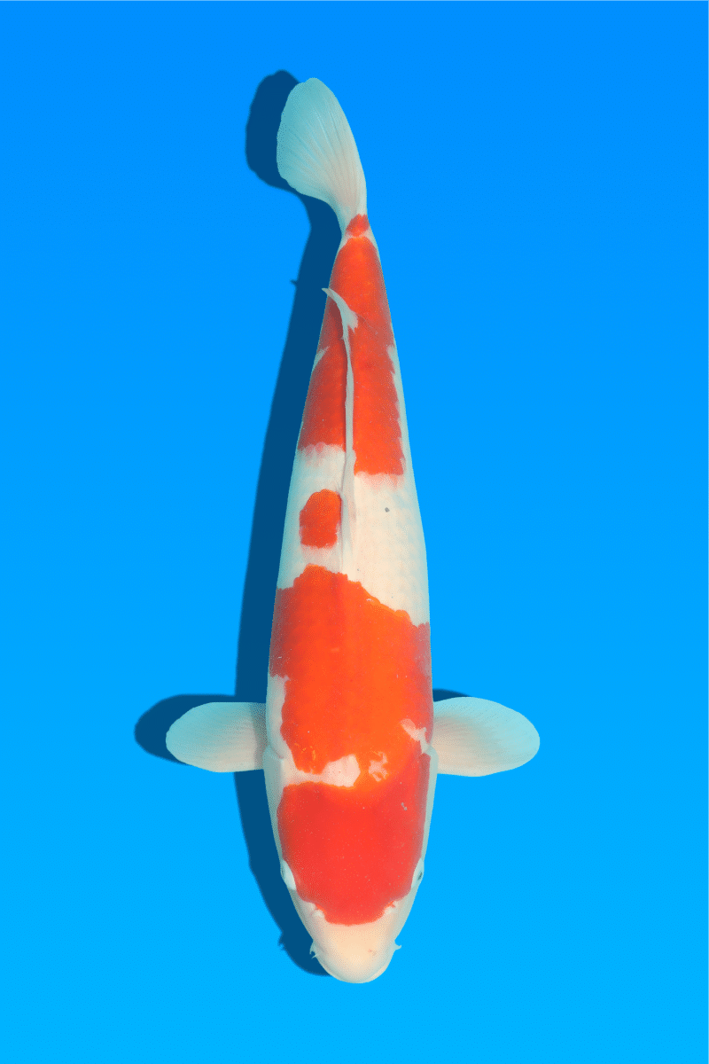 KR-230826-15