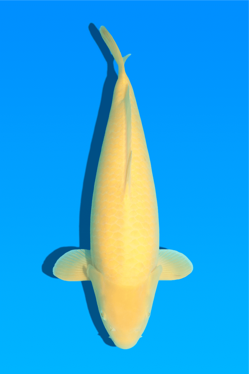 KR-230826-19