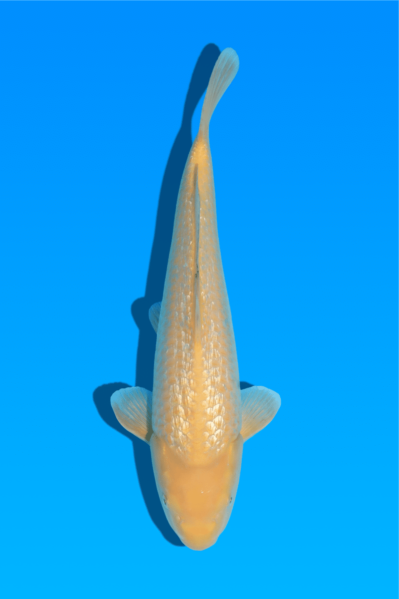KR-230826-21