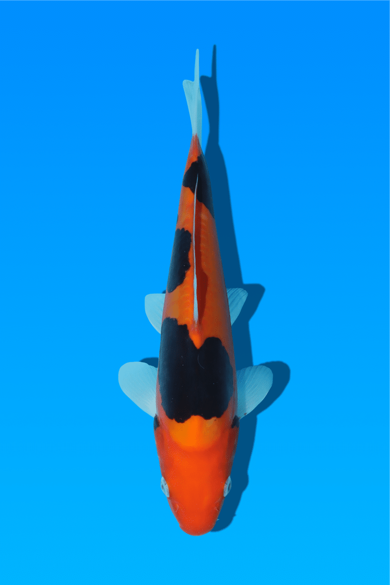 KR-130926-18