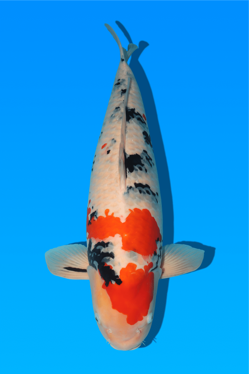 KR-130926-26